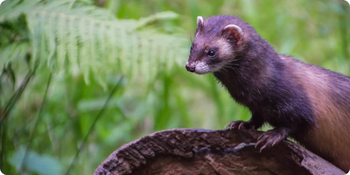 Fotografie von einem Marder in der Natur.