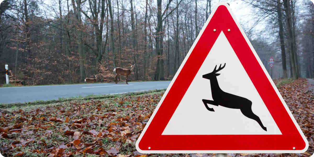 Ein Gefahrenschild für Wildwechsel weist am Straßenrand im Herbst darauf hin.